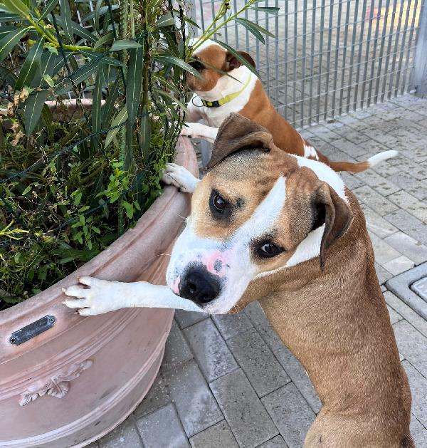 GOLD AMSTAFF Foto 10